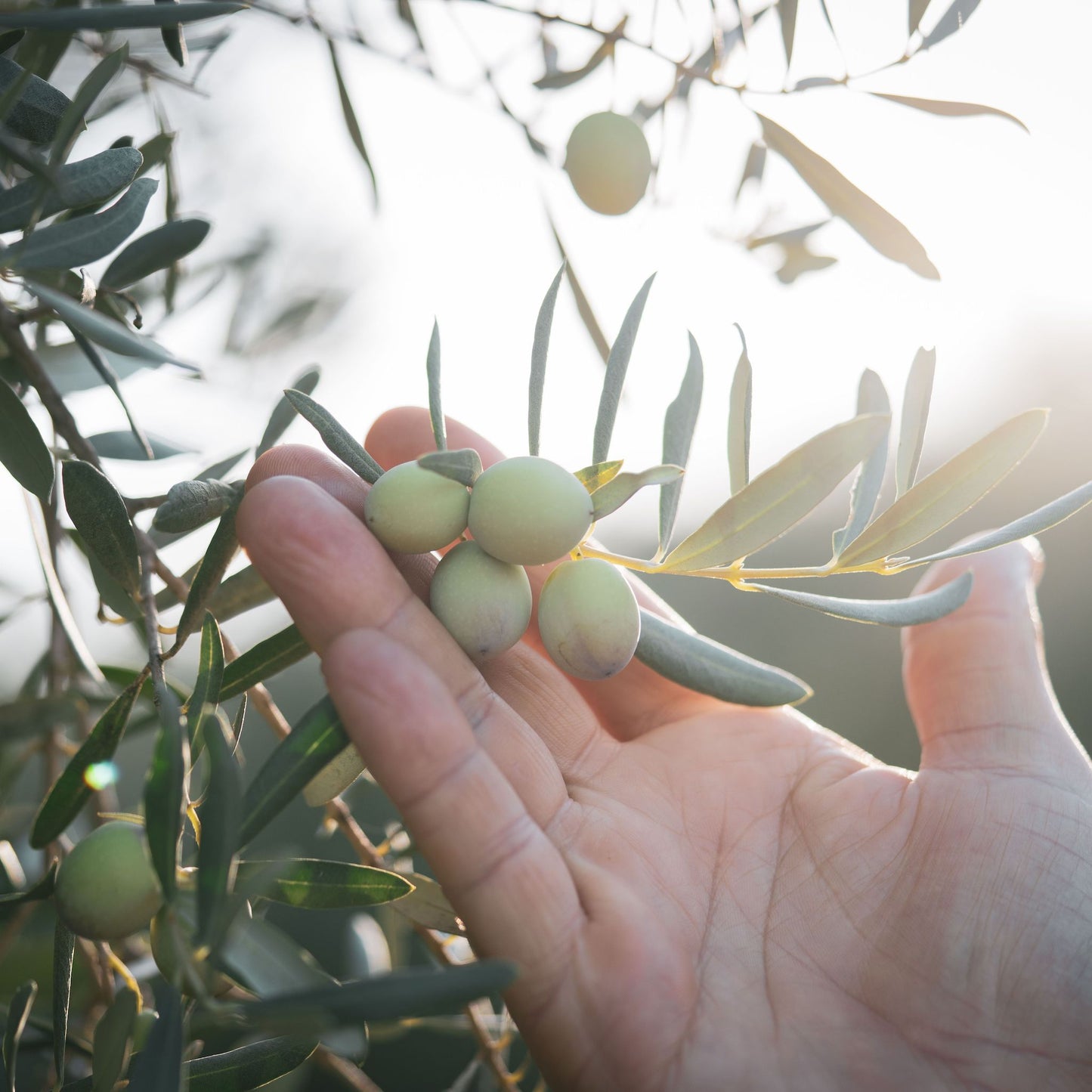 MIREI LABO Olive Leaf Extract Image Photo