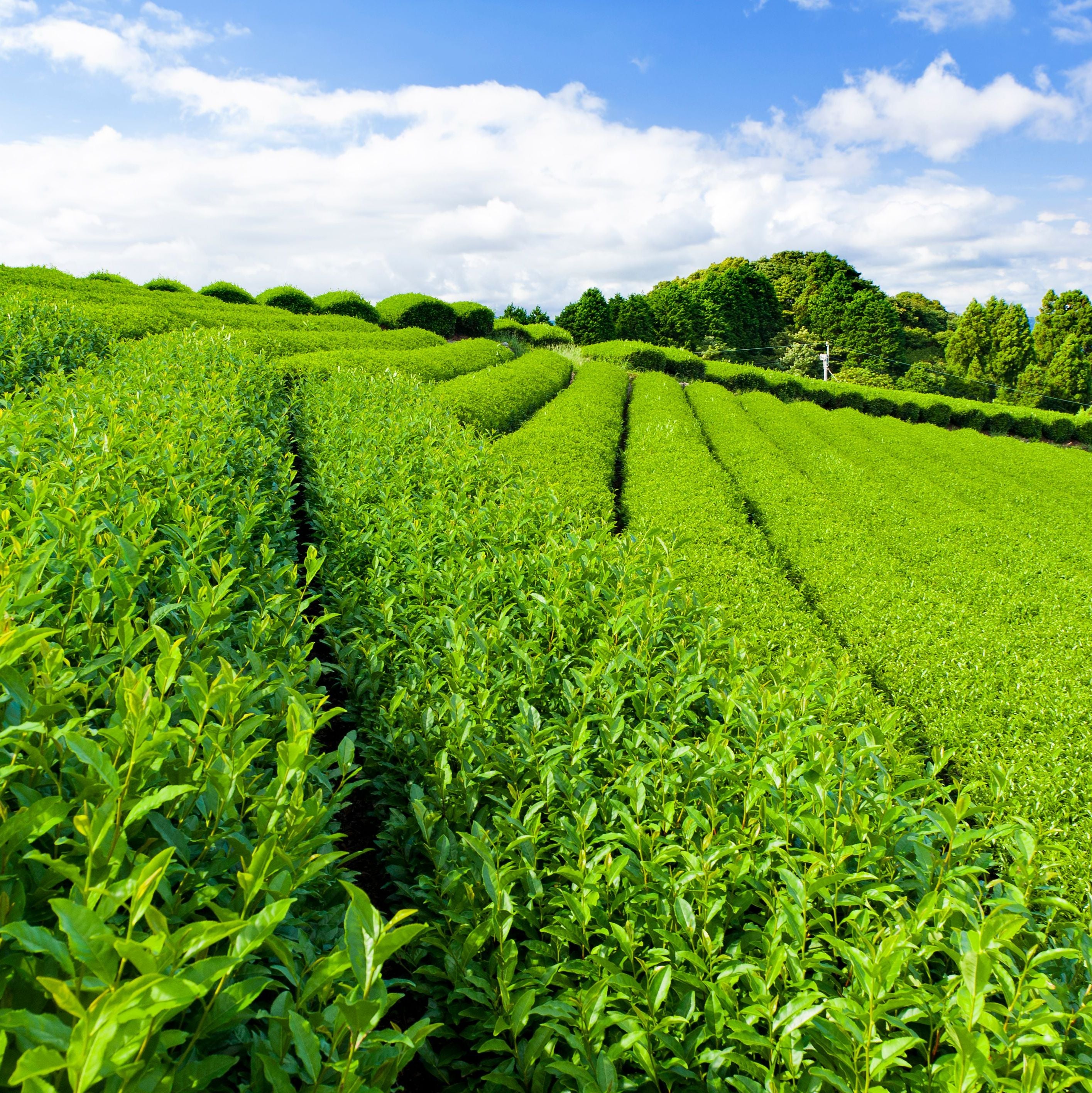 MIREI LABO Uji green tea extract ingredient